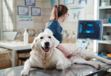 Vet Care Services For Healthy, Happy Pets