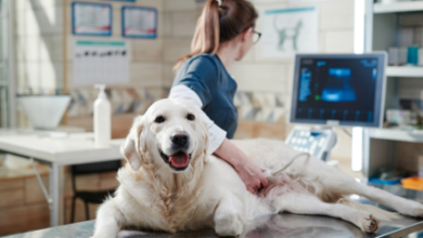 Vet Care Services For Healthy, Happy Pets