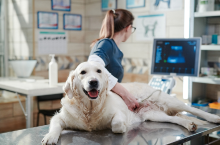 Vet Care Services For Healthy, Happy Pets