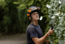 Signs You Need a Tree Health Surgeon Before a Small Problem Gets Expensive