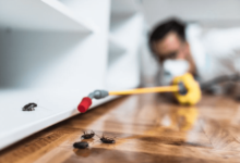 What Pests Notice About Your Davenport Home That You Don't