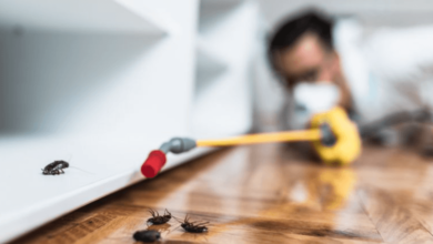 What Pests Notice About Your Davenport Home That You Don't