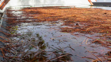 Standing Water Is Not A Feature Of A Flat Roof