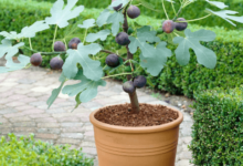 A Buyer's Guide to Finding a Mature Ficus Tree for Sale