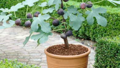 A Buyer's Guide to Finding a Mature Ficus Tree for Sale