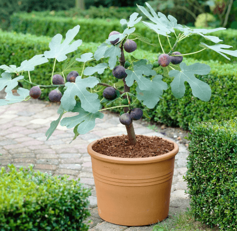 A Buyer's Guide to Finding a Mature Ficus Tree for Sale